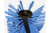 картинка Щетка для снега к подметальным машинам ТК18, ТК20, ТК36, ТК38 TIELBURGER AD-090-081 от магазина Сантехстрой